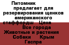 Питомник KURAT GRAD предлагает для резервирования щенков американского стаффордш › Цена ­ 25 000 - Все города Животные и растения » Собаки   . Крым,Гаспра